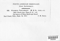 Pileolaria toxicodendri image